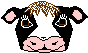 Animated Cow