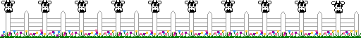 Cows on Fence